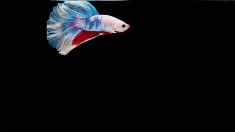 Siamese fighting fish (Betta splendens) Stock Footage 145111797