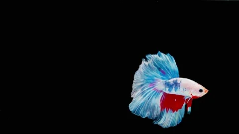 Siamese fighting fish (Betta splendens) Stock Footage 145111892