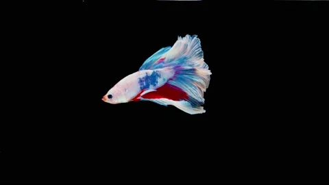 Siamese fighting fish (Betta splendens) Stock Footage 145111968