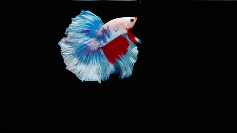 Siamese fighting fish (Betta splendens) Stock Footage 145112088