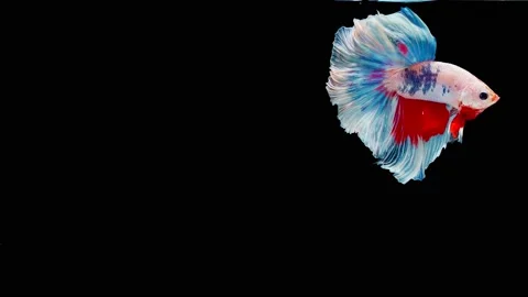 Siamese fighting fish (Betta splendens) Video stock 145112301