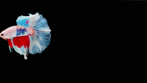 Siamese fighting fish (Betta splendens) Stock Footage 145112400