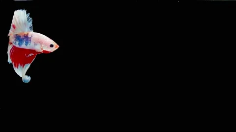 Siamese fighting fish (Betta splendens) Stock Footage 145112446