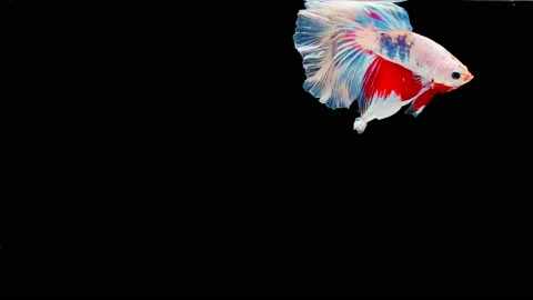 Siamese fighting fish (Betta splendens) Video stock 145112504