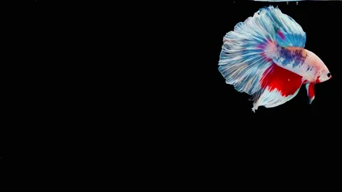 Siamese fighting fish (Betta splendens) Stock Footage 145112572