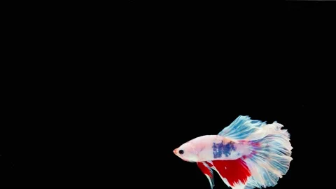 Siamese fighting fish (Betta splendens) Stock Footage 145112664