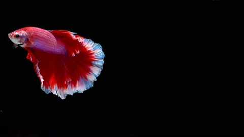 Siamese fighting fish (Betta splendens) Stock Footage 145140646