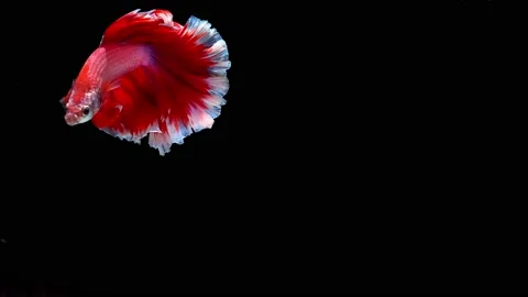 Siamese fighting fish (Betta splendens) Stock Footage 145140754