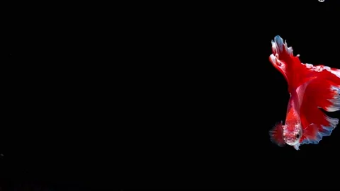 Siamese fighting fish (Betta splendens) Stock Footage 145140798