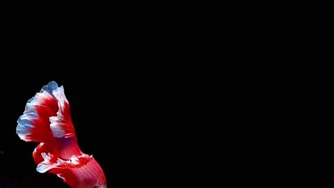 Siamese fighting fish (Betta splendens) Stock Footage 145140922