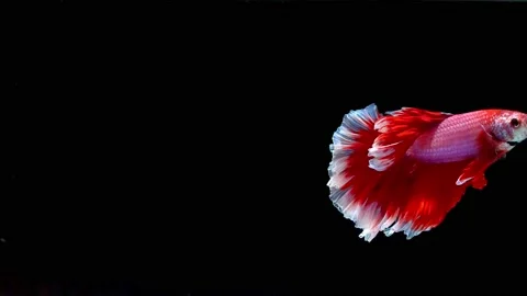 Siamese fighting fish (Betta splendens) Stock Footage 145141067