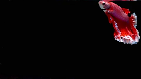 Siamese fighting fish (Betta splendens) Stock Footage 145141153