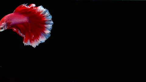 Siamese fighting fish (Betta splendens) Stock Footage 145141187
