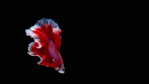 Siamese fighting fish (Betta splendens) Stock Footage 145141220