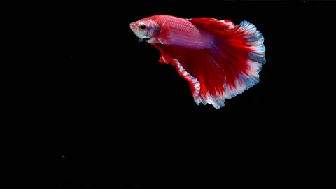 Siamese fighting fish (Betta splendens) Stock Footage 145141323