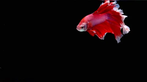 Siamese fighting fish (Betta splendens) Stock Footage 145141697