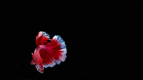 Siamese fighting fish (Betta splendens) Stock Footage 145142060