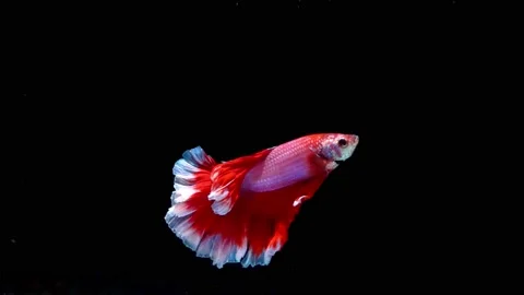 Siamese fighting fish (Betta splendens) Stock Footage 145142159