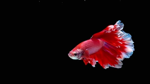 Siamese fighting fish (Betta splendens) Stock Footage 145142357