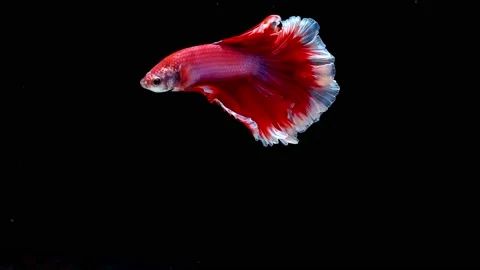 Siamese fighting fish (Betta splendens) Stock Footage 145142583