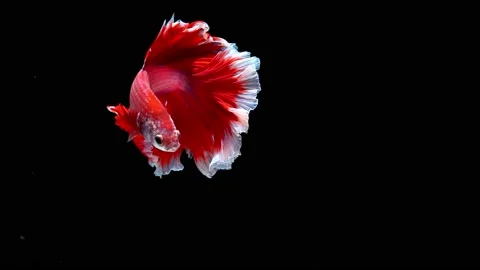 Siamese fighting fish (Betta splendens) Stock Footage 145142624
