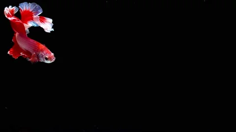 Siamese fighting fish (Betta splendens) Stock Footage 145142829