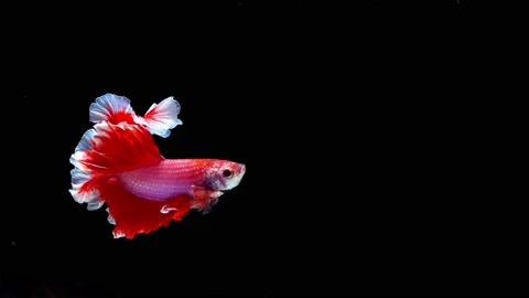 Siamese fighting fish (Betta splendens) Stock Footage 145142977