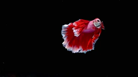 Siamese fighting fish (Betta splendens) Stock Footage 145143011