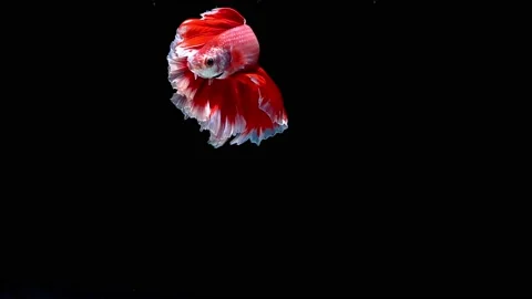 Siamese fighting fish (Betta splendens) Stock Footage 145143135