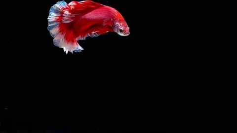 Siamese fighting fish (Betta splendens) Stock Footage 145143235