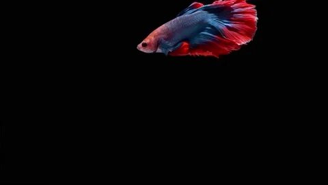 Siamese fighting fish (Betta splendens) Stock Footage 146252843
