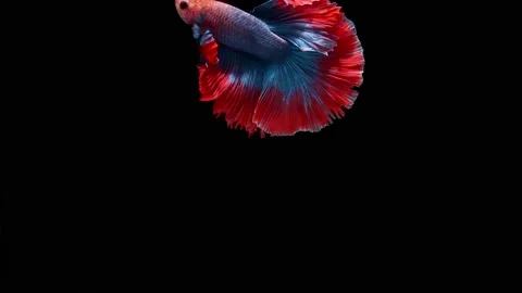 Siamese fighting fish (Betta splendens) Stock Footage 146253089