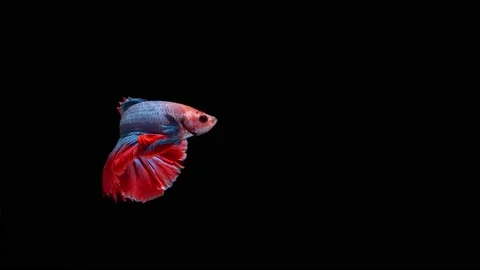 Siamese fighting fish (Betta splendens) Stock Footage 146347023