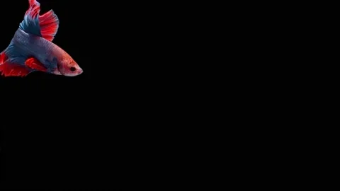 Siamese fighting fish (Betta splendens) Stock Footage 146369384