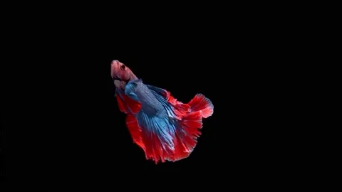 Siamese fighting fish (Betta splendens) Stock Footage 146369441