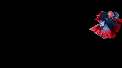 Siamese fighting fish (Betta splendens) Stock Footage 146369597