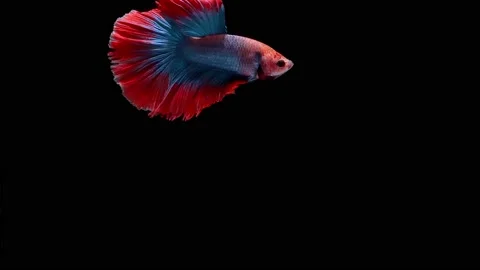 Siamese fighting fish (Betta splendens) Stock Footage 146369717