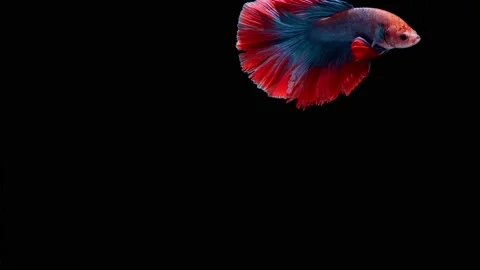 Siamese fighting fish (Betta splendens) Stock Footage 146369756