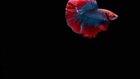 Siamese fighting fish (Betta splendens) Stock Footage 146369844