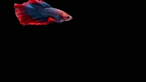 Siamese fighting fish (Betta splendens) Stock Footage 146369998