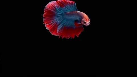Siamese fighting fish (Betta splendens) Stock Footage 146370046