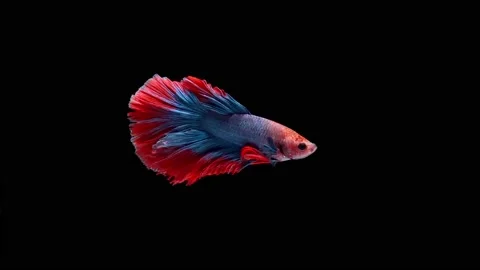 Siamese fighting fish (Betta splendens) Stock Footage 146370164
