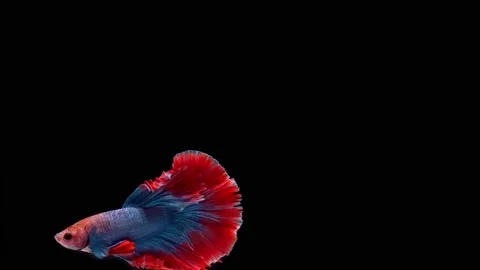 Siamese fighting fish (Betta splendens) Stock Footage 146370231