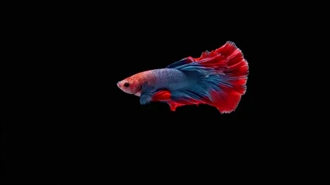 Siamese fighting fish (Betta splendens) Stock Footage 146370284