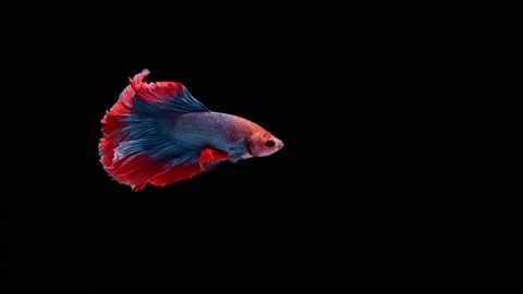 Siamese fighting fish (Betta splendens) Stock Footage 146370429