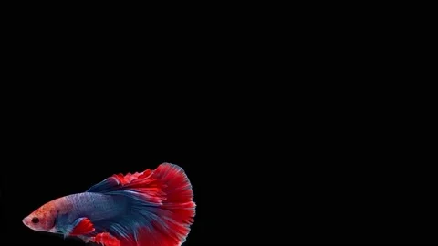 Siamese fighting fish (Betta splendens) Stock Footage 146370484