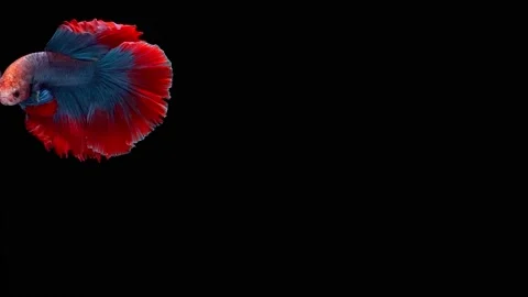Siamese fighting fish (Betta splendens) Stock Footage 146370529