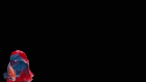 Siamese fighting fish (Betta splendens) Stock Footage 146370601