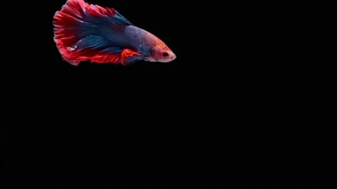 Siamese fighting fish (Betta splendens) Stock Footage 146370727