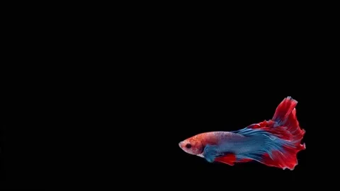 Siamese fighting fish (Betta splendens) Stock Footage 146370780